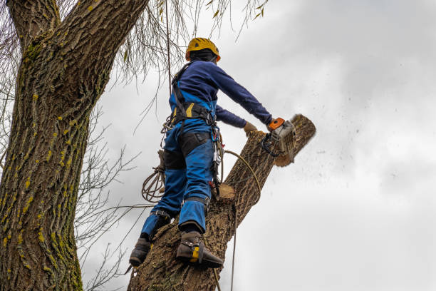 Best Tree Trimming Near Me  in Clayton, AL